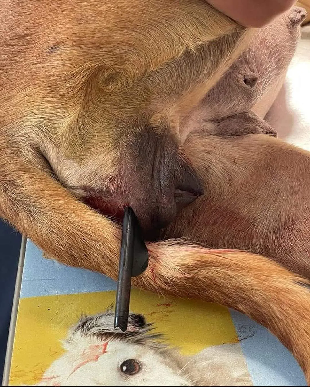 FB_IMG_1701026638352