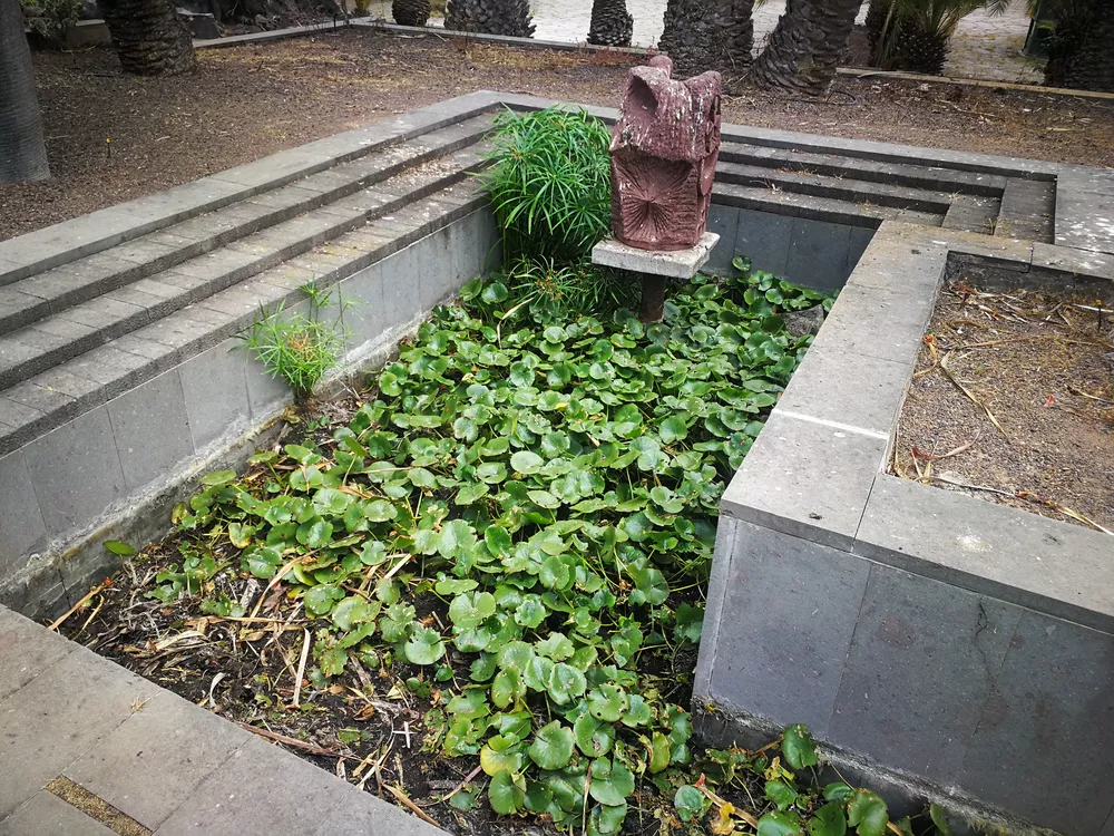 jardín-canario-hijosdecanarias.com