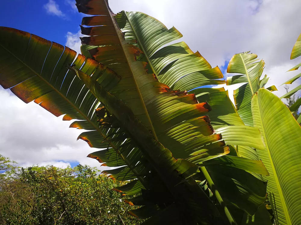 jardín-canario-hijosdecanarias.com